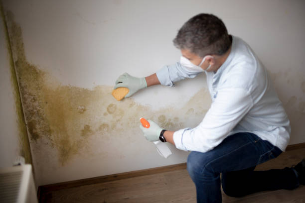 Best Black Mold Removal  in Inwood, WV